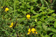 Crotalaria priestleyoides